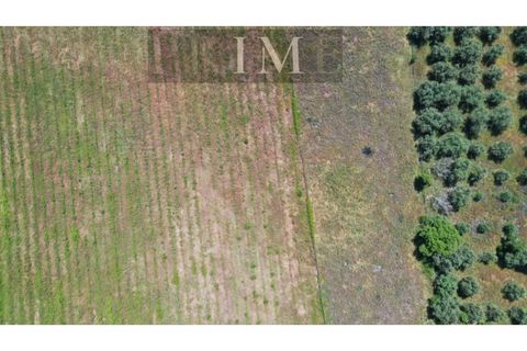 Farm i Quinta do Anjo, Setubal, Quinta do Anjo - € 730.000 | Ref: AP001.60PR - foto 42