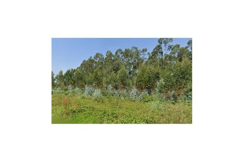Terra a Angeja, Aveiro, Angeja - € 230.000 | Ref: 8124 - foto 4