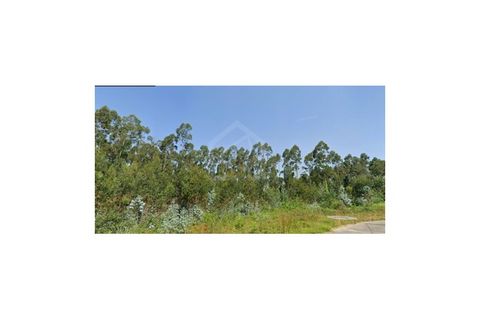 Terra a Angeja, Aveiro, Angeja - € 230.000 | Ref: 8124 - foto 5