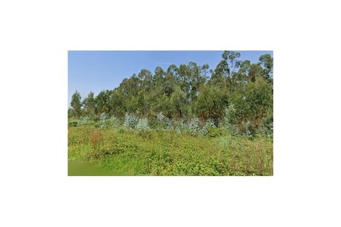 Terra a Angeja, Aveiro, Angeja - € 230.000 | Ref: 8124 - foto 6