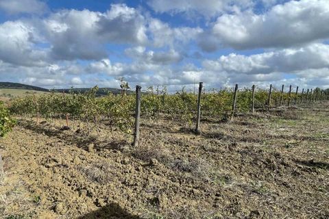 Farm hus i Scansano, Grosseto, Scansano - € 1.200.000 | Ref: A7631TA2014348A-1070691 - foto 21
