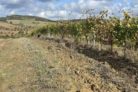 Farm hus i Scansano, Grosseto, Scansano - € 1.200.000 | Ref: A7631TA2014348A-1070691 - foto 22