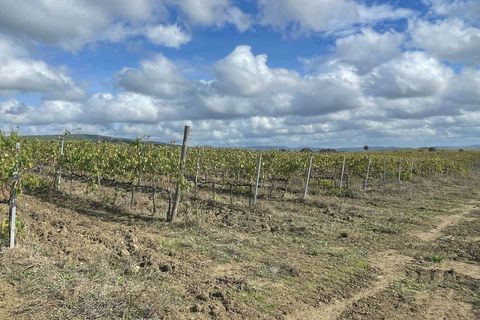 Farm hus i Scansano, Grosseto, Scansano - € 1.200.000 | Ref: A7631TA2014348A-1070691 - foto 23