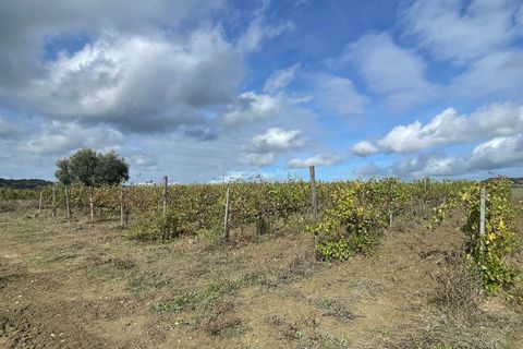 Farm hus i Scansano, Grosseto, Scansano - € 1.200.000 | Ref: A7631TA2014348A-1070691 - foto 24