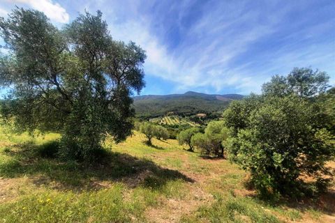 Helårsgrund i Monte Argentario, Grosseto, Monte Argentario - € 2.900.000 | Ref: A1190TG14015-1070843 - foto 15