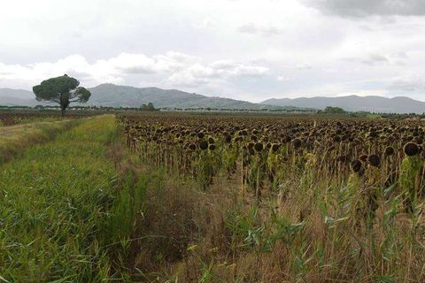 Terra a Grosseto, Grosseto, Grosseto - € 3.600.000 | Ref: A6380TA800359A-1074429 - foto 2
