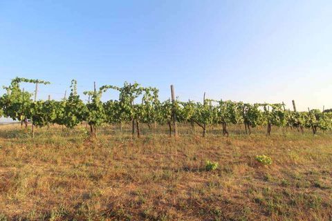Farm hus i Siena, Siena, Siena - € 1.800.000 | Ref: A6292TA2107470A-1074630 - foto 28