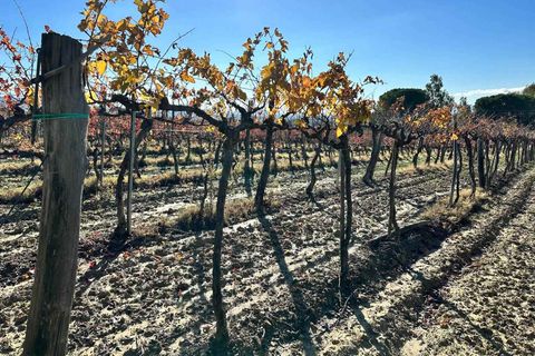 Farm hus i Roccastrada, Grosseto, Roccastrada - € 750.000 | Ref: A7631TA2280624A-1075273 - foto 14