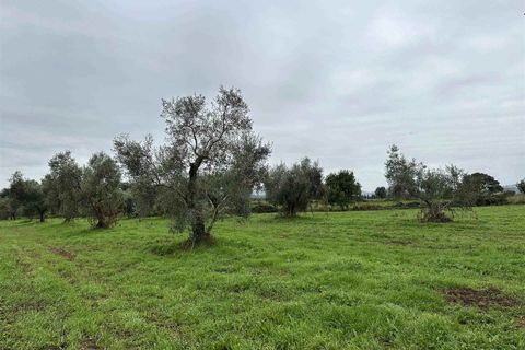 Farm hus i Roccastrada, Grosseto, Roccastrada - € 1.250.000 | Ref: A7631TA2400045A-1076579 - foto 14