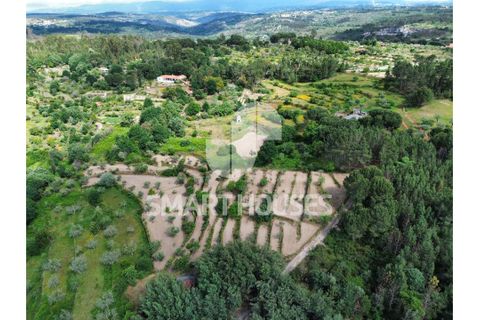 Farm i Tabua, Coimbra, Tabua - € 50.000 | Ref: SHEP323 - foto 28