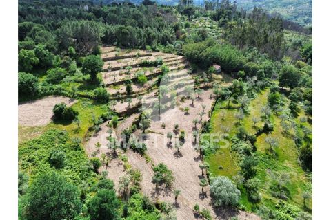 Farm i Tabua, Coimbra, Tabua - € 50.000 | Ref: SHEP323 - foto 32