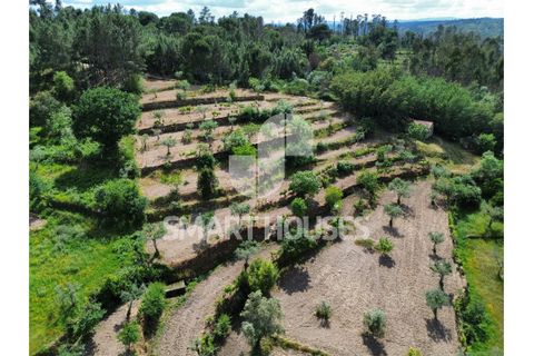 Farm i Tabua, Coimbra, Tabua - € 50.000 | Ref: SHEP323 - foto 34