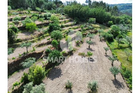 Farm i Tabua, Coimbra, Tabua - € 50.000 | Ref: SHEP323 - foto 35