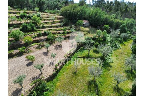 Farm i Tabua, Coimbra, Tabua - € 50.000 | Ref: SHEP323 - foto 36