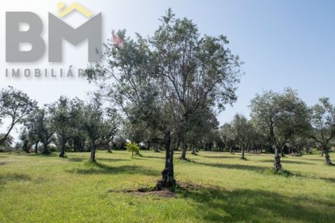 Farm i Castelo Branco, Castelo Branco, Castelo Branco - € 165.000 | Ref: 5041 - foto 32