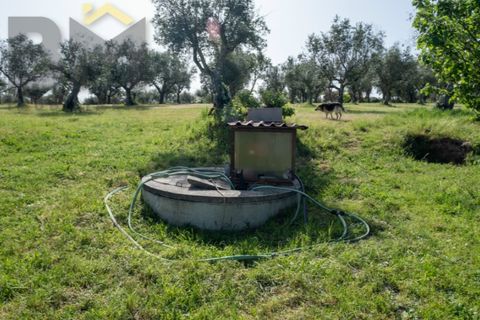 Farm i Castelo Branco, Castelo Branco, Castelo Branco - € 165.000 | Ref: 5041 - foto 34