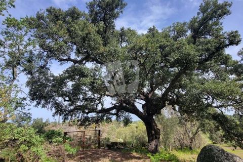 Farm hus i A do Bispo, Castelo Branco, A do Bispo - € 120.000 | Ref: H774 - foto 14