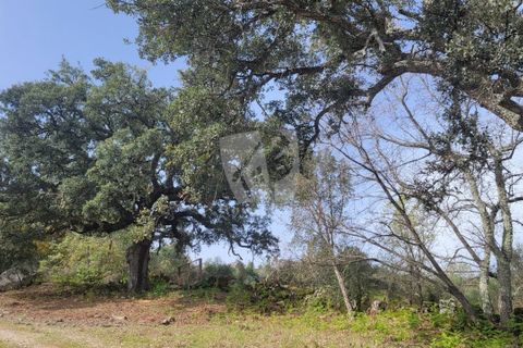 Farm hus i A do Bispo, Castelo Branco, A do Bispo - € 120.000 | Ref: H774 - foto 19