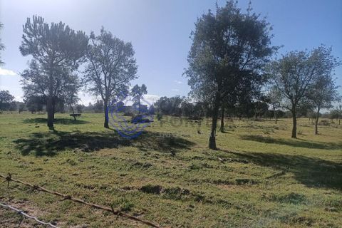Helårsgrund i Montijo, Setubal, Montijo - € 995.000 | Ref: 1122781 - foto 7