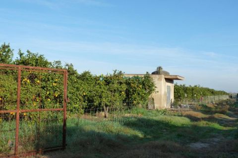 Terra a Oliva, Valencia, Oliva - € 120.000 | Ref: PNPT0005 - foto 2