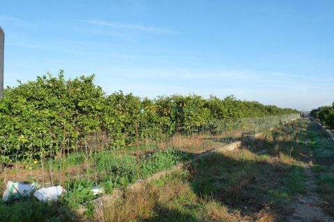 Terra a Oliva, Valencia, Oliva - € 120.000 | Ref: PNPT0005 - foto 4