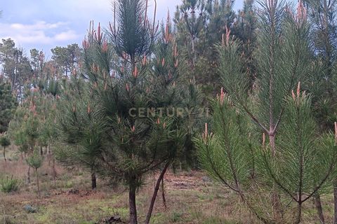 Helårsgrund i Viseu, Viseu, Viseu - € 20.000 | Ref: C0203-02631 - foto 4