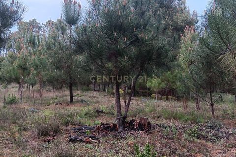 Helårsgrund i Viseu, Viseu, Viseu - € 20.000 | Ref: C0203-02631 - foto 6
