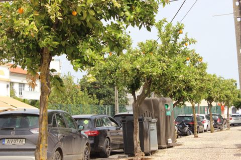 Erhvervsejendom i Sousel, Portalegre, Sousel - € 75.000 | Ref: C0246-03501 - foto 17