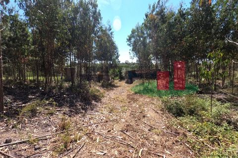 Villa a Asseiceira, Santarem, Asseiceira - € 110.000 | Ref: 176.20 - foto 18