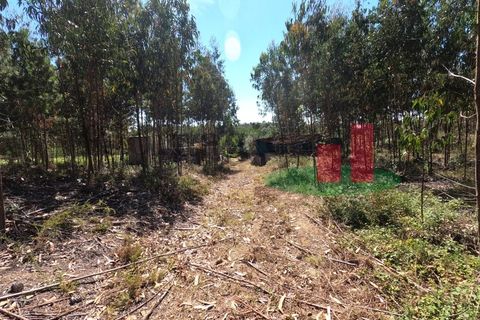 Villa a Asseiceira, Santarem, Asseiceira - € 110.000 | Ref: 176.20 - foto 40