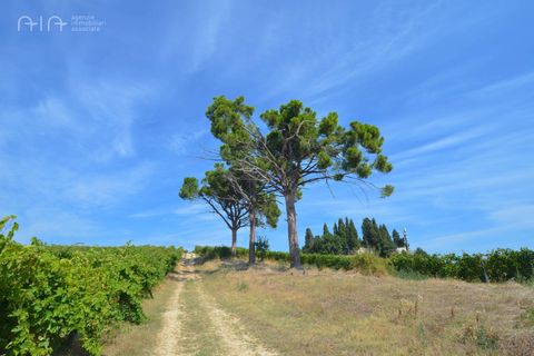 Landejendom i Spinetoli, Ascoli Piceno, Spinetoli - € 160.000 | Ref: 30597 - foto 21