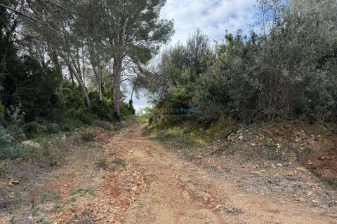 Terra a Beniganim, Valencia, Beniganim - € 29.000 | Ref: PNPT0027 - foto 12