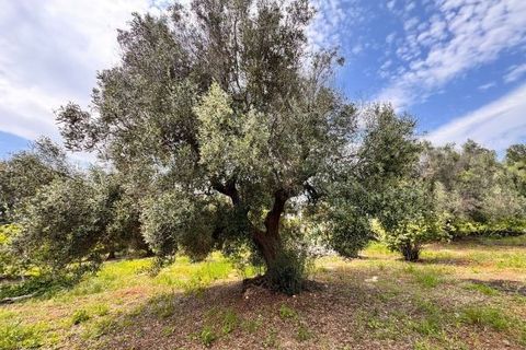 Helårsgrund i Carovigno, Brindisi, Carovigno - € 90.000 | Ref: TER5 - foto 13
