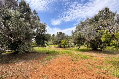 Helårsgrund i Carovigno, Brindisi, Carovigno - € 90.000 | Ref: TER5 - foto 9