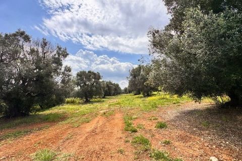 Helårsgrund i Carovigno, Brindisi, Carovigno - € 90.000 | Ref: TER5 - foto 3