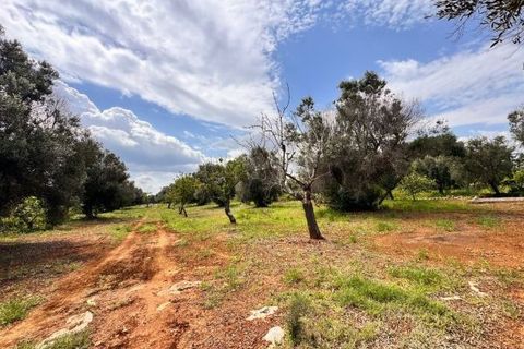 Helårsgrund i Carovigno, Brindisi, Carovigno - € 90.000 | Ref: TER5 - foto 17
