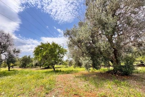 Helårsgrund i Carovigno, Brindisi, Carovigno - € 90.000 | Ref: TER5 - foto 6