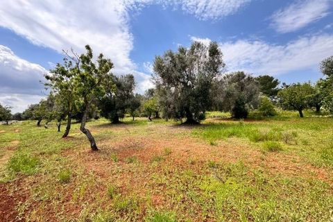 Helårsgrund i Carovigno, Brindisi, Carovigno - € 90.000 | Ref: TER5 - foto 19