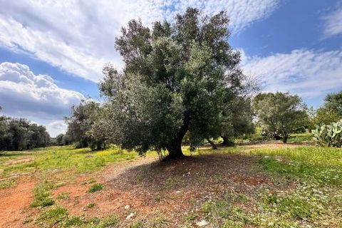 Helårsgrund i Carovigno, Brindisi, Carovigno - € 90.000 | Ref: TER5 - foto 5