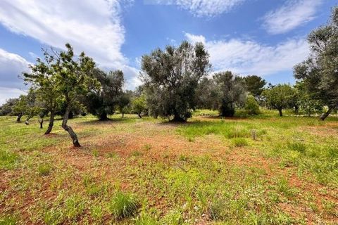 Helårsgrund i Carovigno, Brindisi, Carovigno - € 90.000 | Ref: TER5 - foto 15
