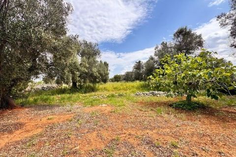 Helårsgrund i Carovigno, Brindisi, Carovigno - € 90.000 | Ref: TER5 - foto 14