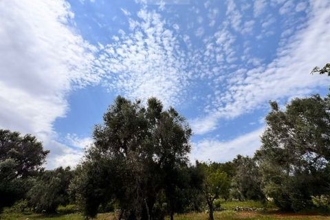 Helårsgrund i Carovigno, Brindisi, Carovigno - € 90.000 | Ref: TER5 - foto 8