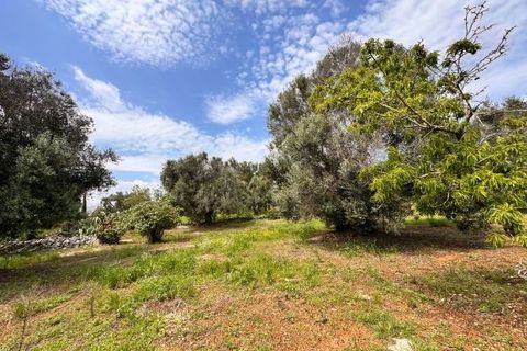 Helårsgrund i Carovigno, Brindisi, Carovigno - € 90.000 | Ref: TER5 - foto 10