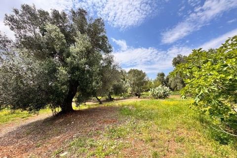 Helårsgrund i Carovigno, Brindisi, Carovigno - € 90.000 | Ref: TER5 - foto 7