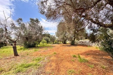 Helårsgrund i Carovigno, Brindisi, Carovigno - € 90.000 | Ref: TER5 - foto 18