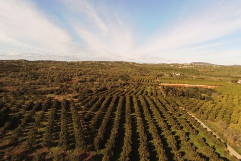 Erhvervsejendom i Silves, Faro, Silves - € 2.700.000 | Ref: FÀB_478 - foto 26