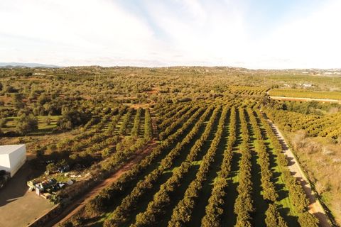 Erhvervsejendom i Silves, Faro, Silves - € 2.700.000 | Ref: FÀB_478 - foto 27