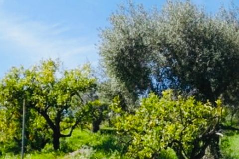 Finca i Coin, Malaga, Coin - € 160.000 | Ref: 7479 - foto 22
