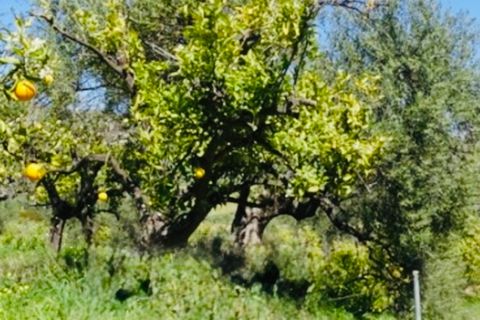 Finca i Coin, Malaga, Coin - € 160.000 | Ref: 7479 - foto 21