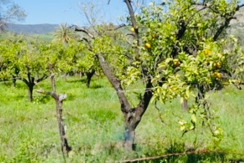 Finca i Coin, Malaga, Coin - € 160.000 | Ref: 7479 - foto 23